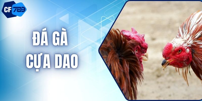 Đá Gà Cựa Dao Và Kinh Nghiệm Dự Đoán Bất Bại 2026