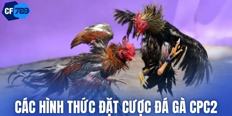 Hệ thống các loại kèo cược trong đá gà CPC2