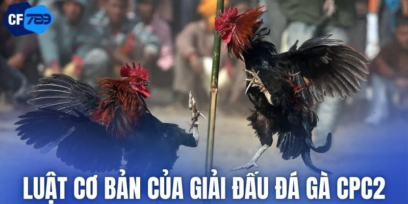 Quy định thi đấu giải đá gà CPC2 tại CF789