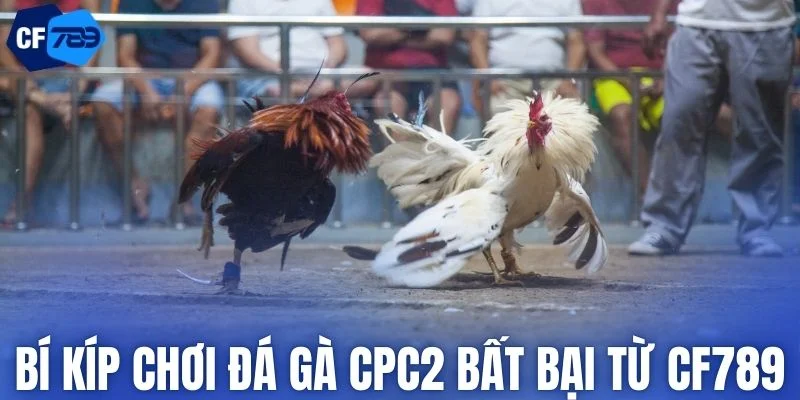 Top 3 kinh nghiệm chơi đá gà CPC2 giúp nâng cao tỷ lệ thắng