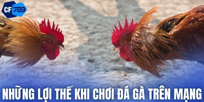 Ưu điểm khi chơi đá gà trên mạng tại CF789
